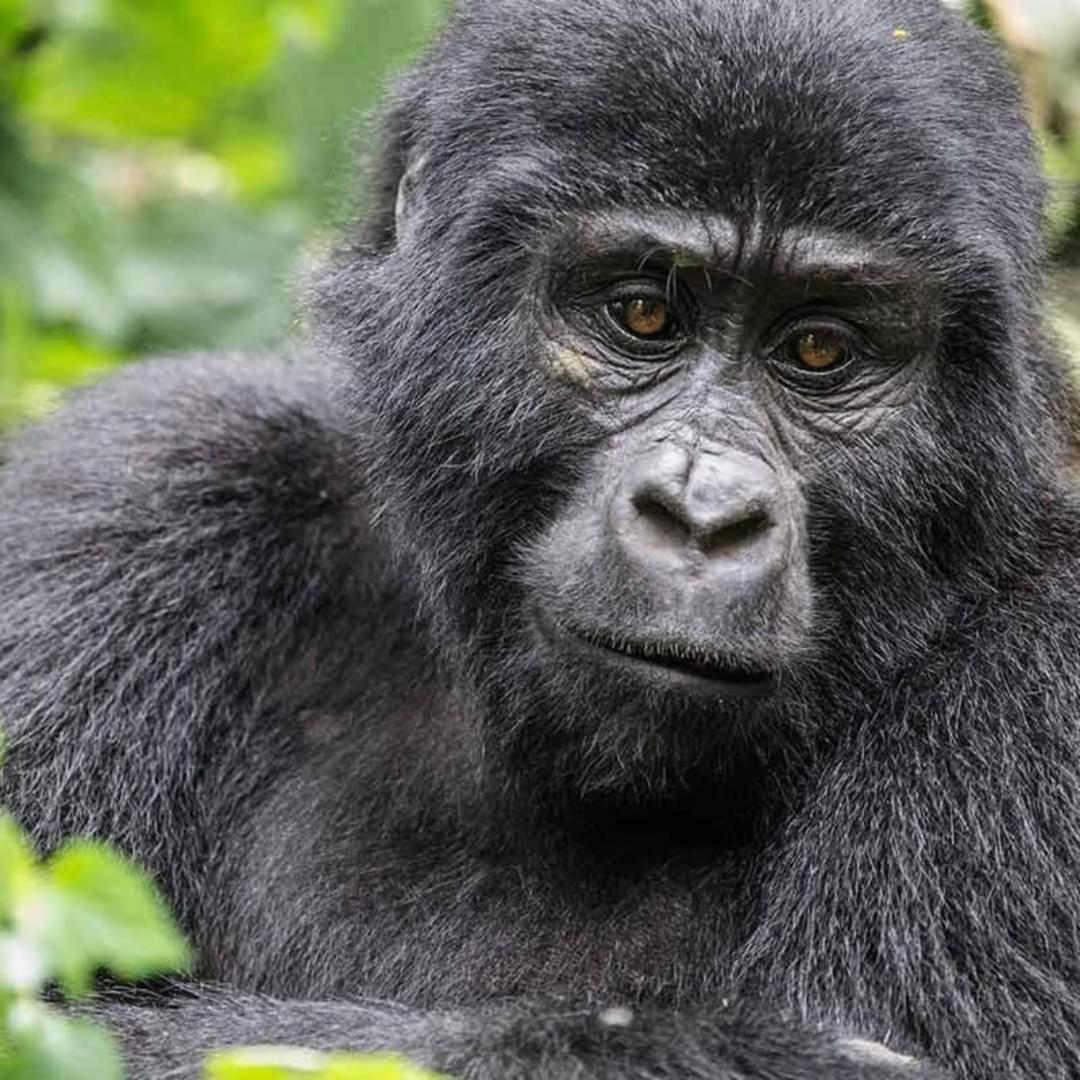 Gorilla Safari Lodge Rubuguli エクステリア 写真