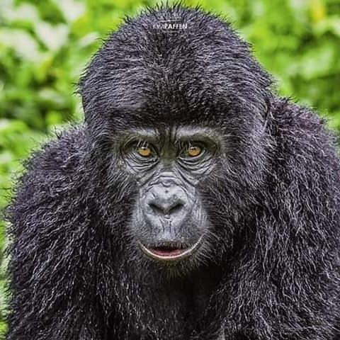 Gorilla Safari Lodge Rubuguli エクステリア 写真
