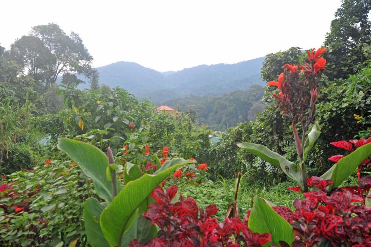 Gorilla Safari Lodge Rubuguli エクステリア 写真